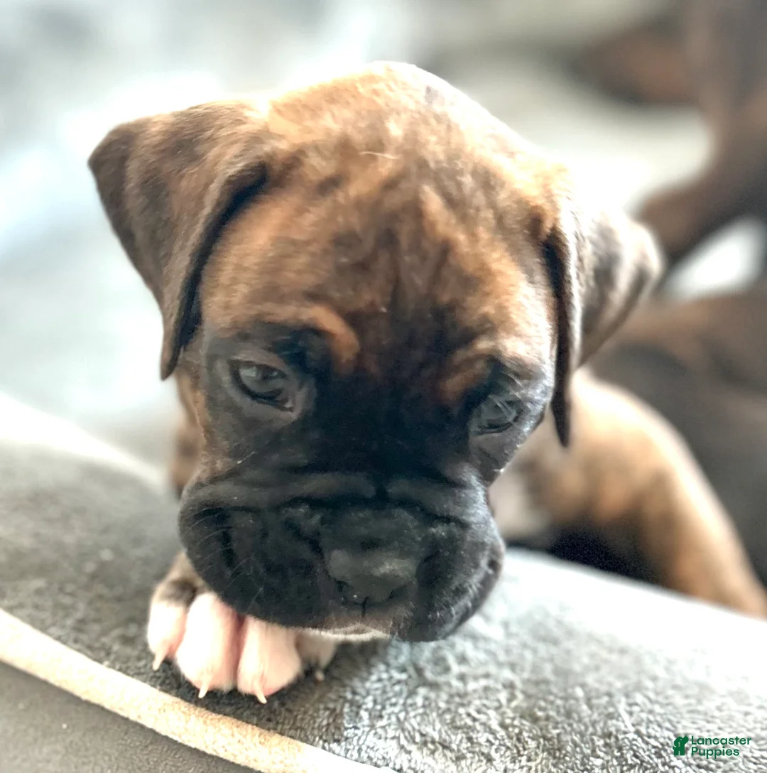 Boxer dogs for sale: Boxer 1 - Ad 1