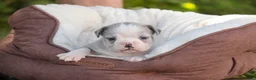 Mixed Breed dogs for sale: Splendor Victorian Bulldog - Ad 5