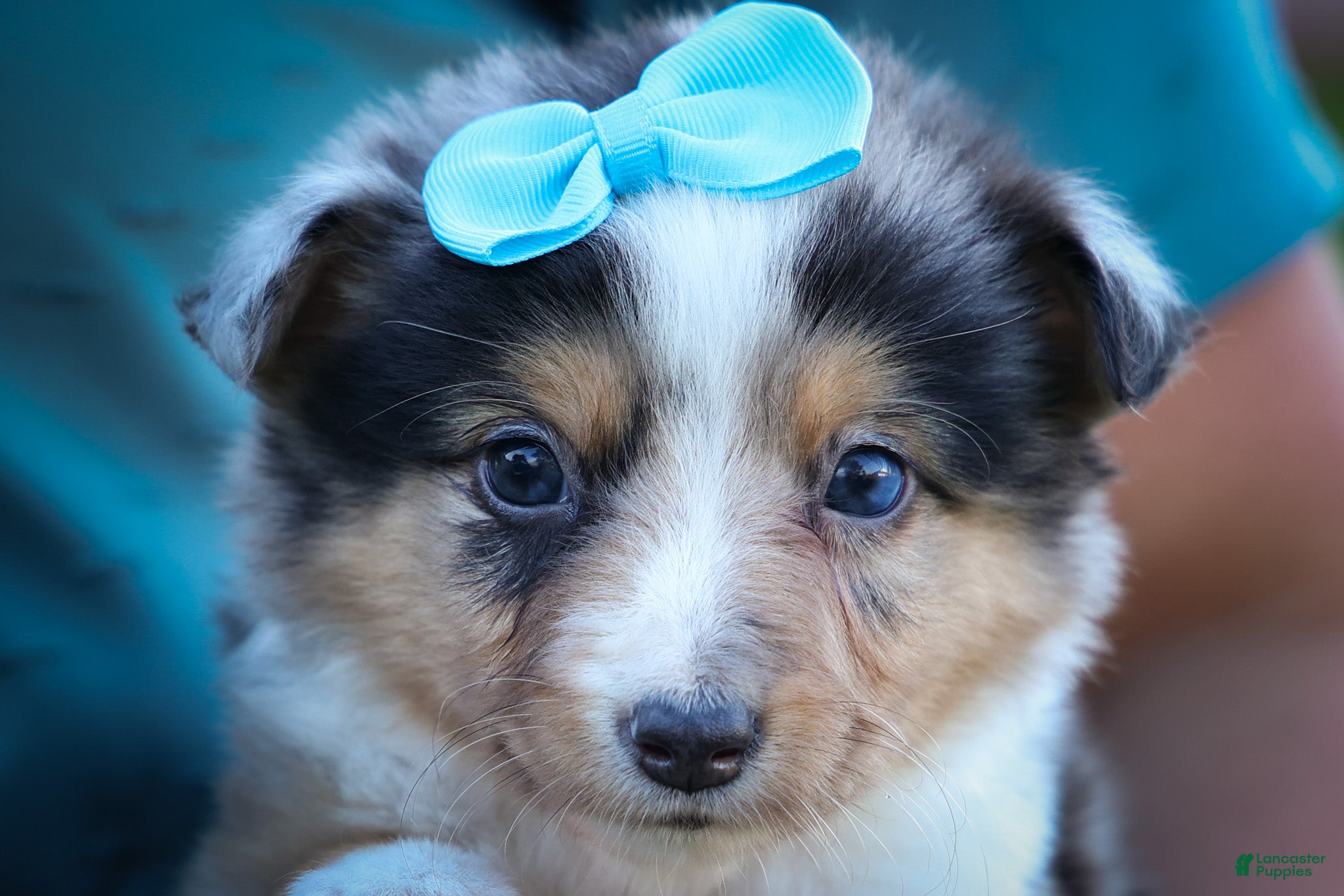 Mixed Breed dogs Graham🐶 - Ad 2