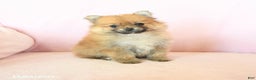 Pomeranian dogs for sale: Paddington - Ad 1