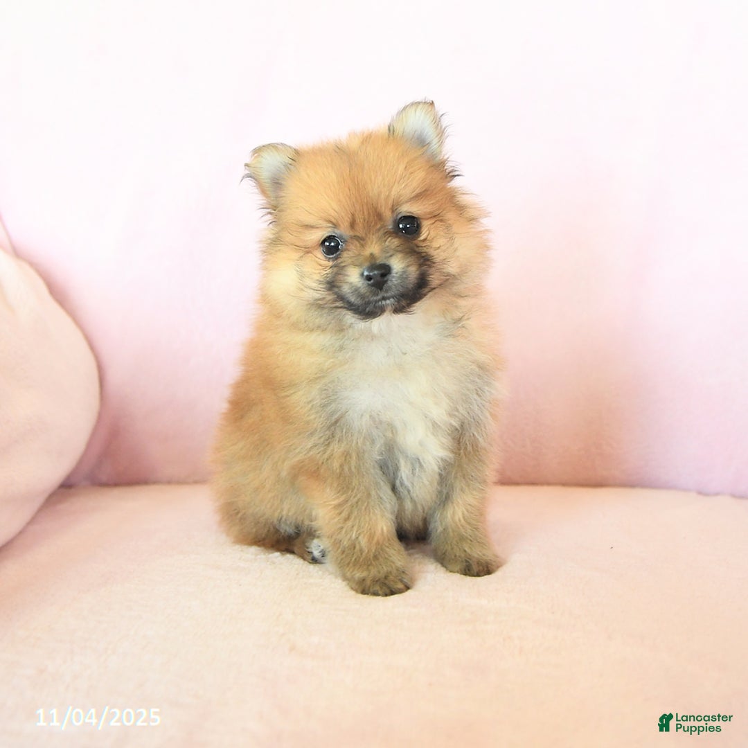 Pomeranian dogs for sale: Paddington - Ad 1