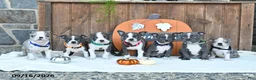 Boston Terrier dogs for sale: Autumn - Ad 5