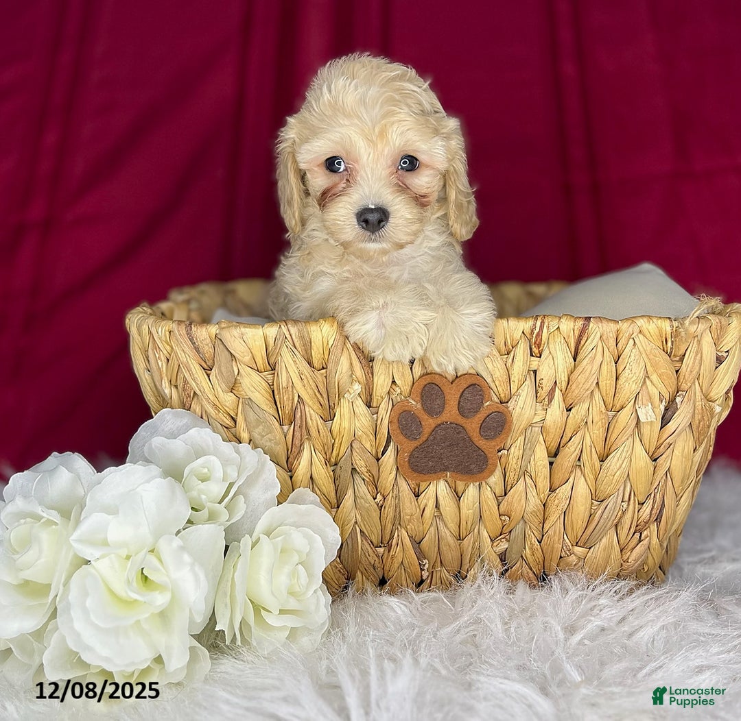 Cavapoochon dogs for sale: Chip - Ad 2