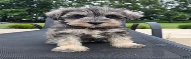 Shelby