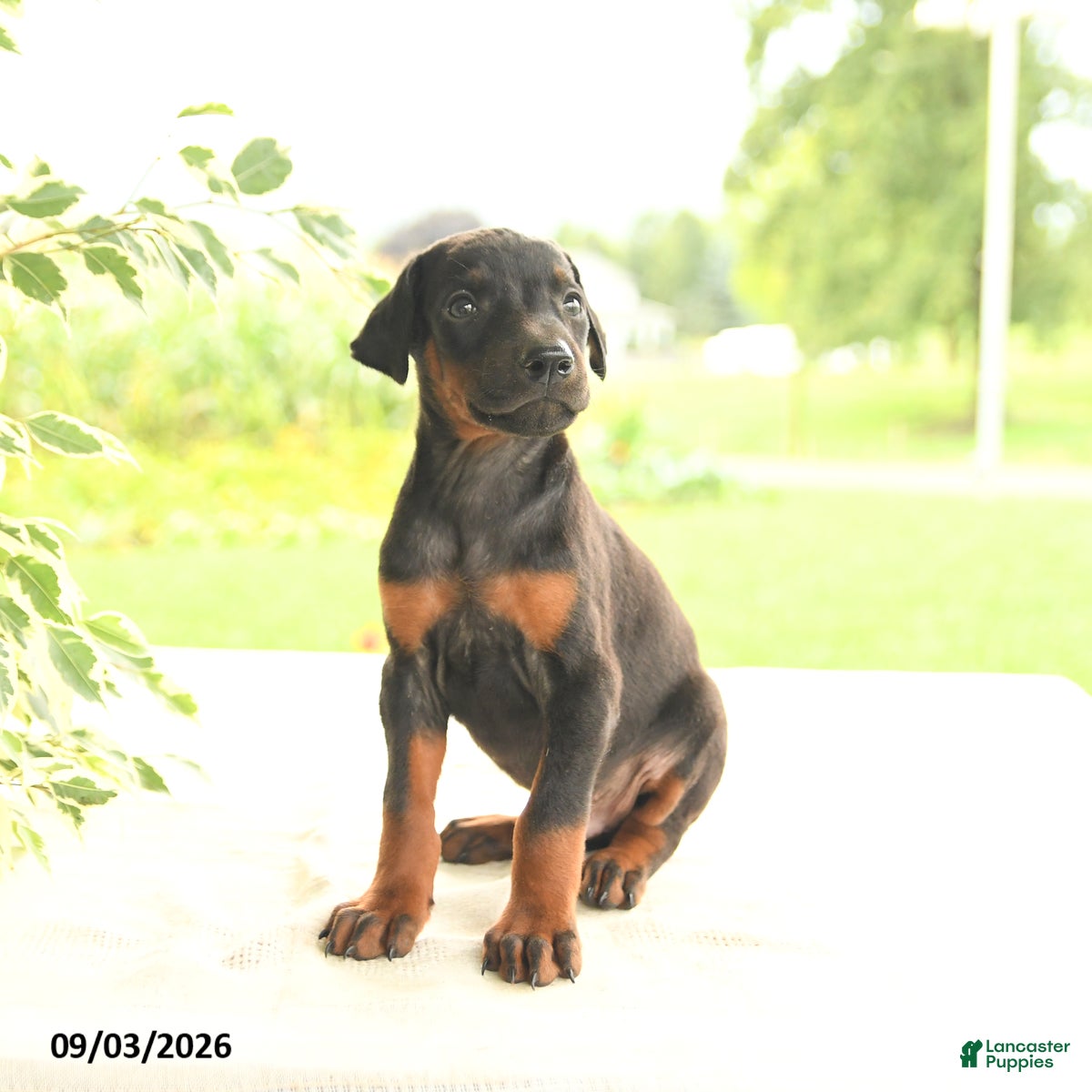 Doberman Pinscher dogs Arizona - Ad 2