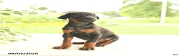 Doberman Pinscher dogs for sale: Arizona - Ad 2