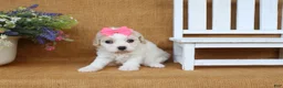Cavachon dogs for sale: Trinity - Ad 5