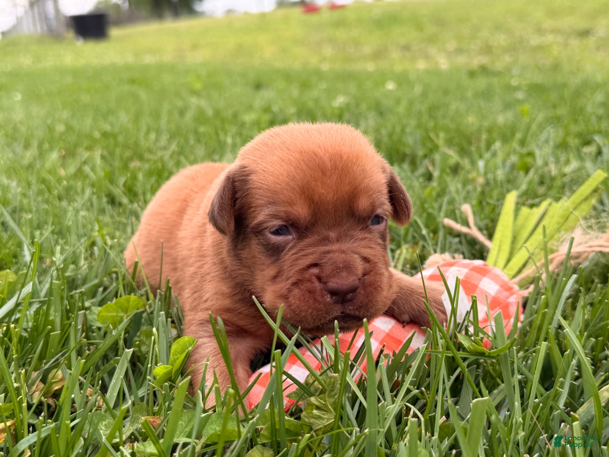 Dogue De Bordeaux dogs for sale: Burkin - Ad 2