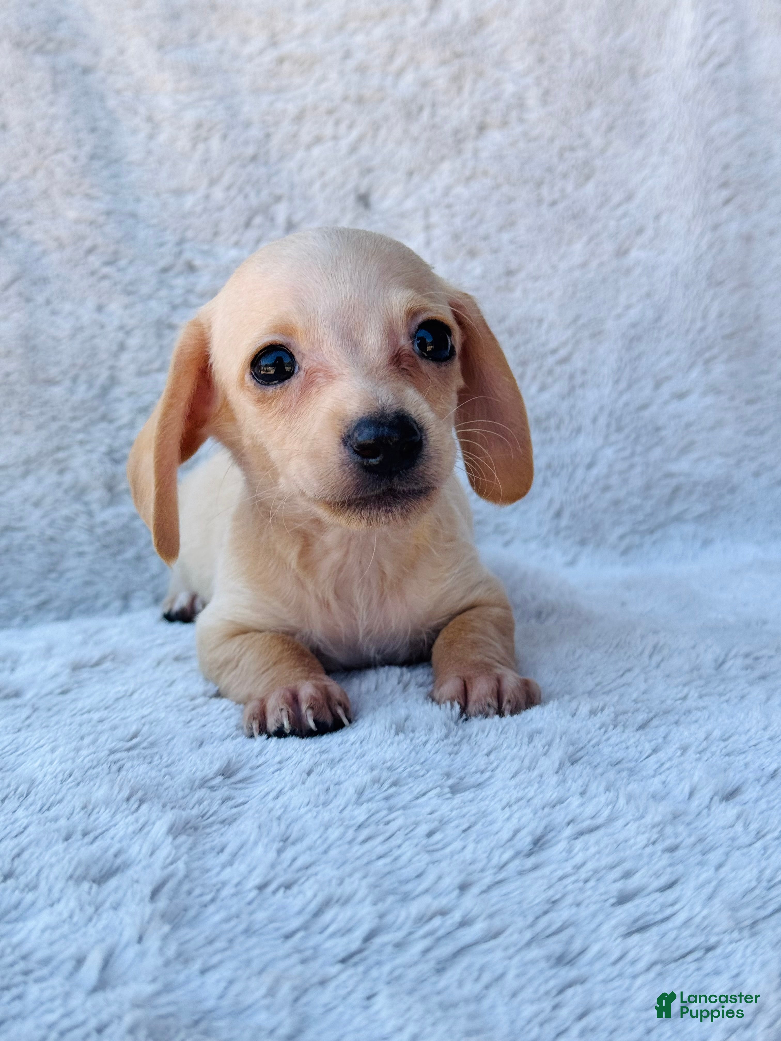 Miniature Dachshund dogs AKC Shorthair CREAM Girl Mini Dachshund - Ad 24
