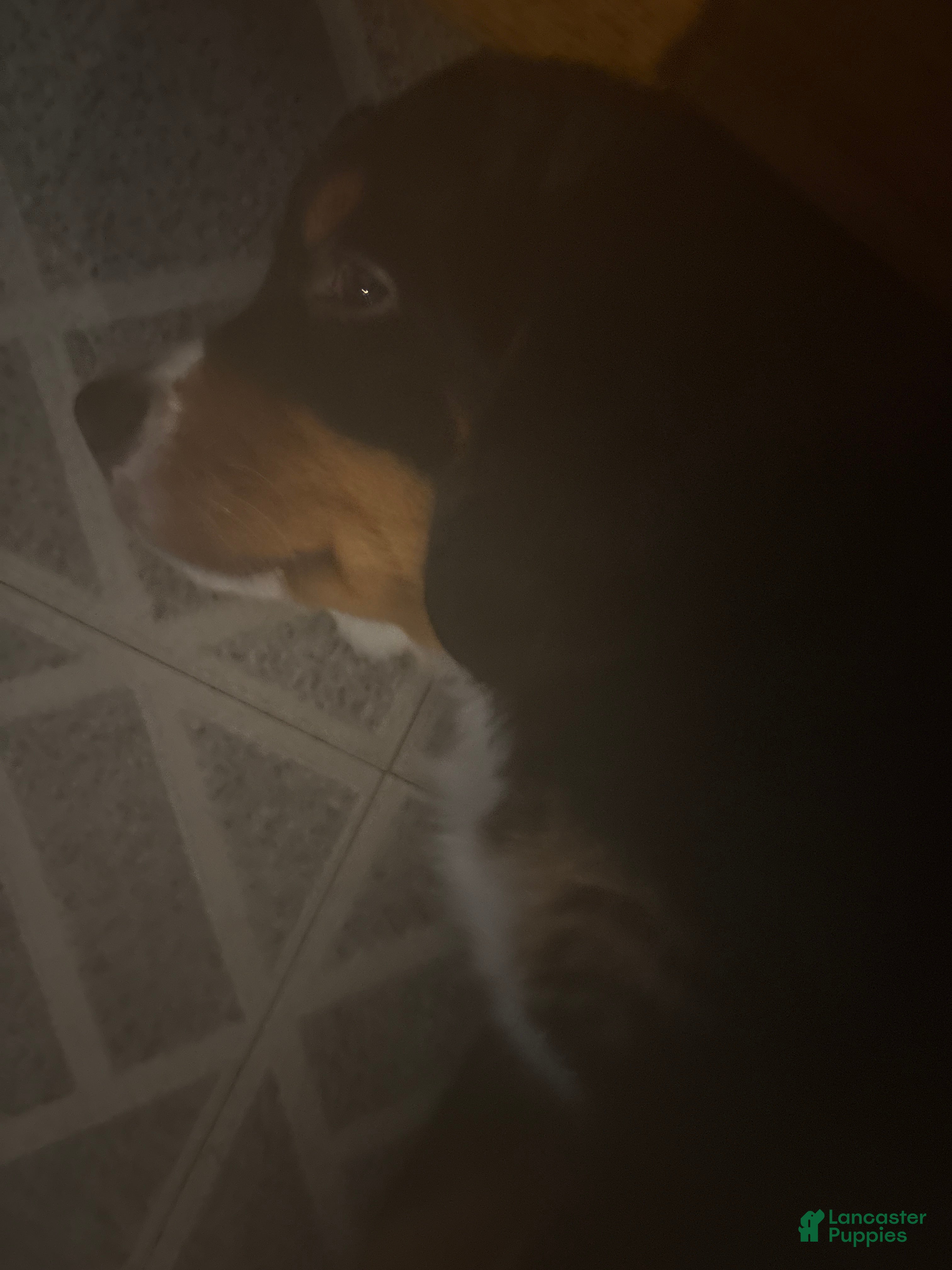 Bernese Mountain Dog dogs Bernese Mountain Dog Puppy 5 - Ad 4