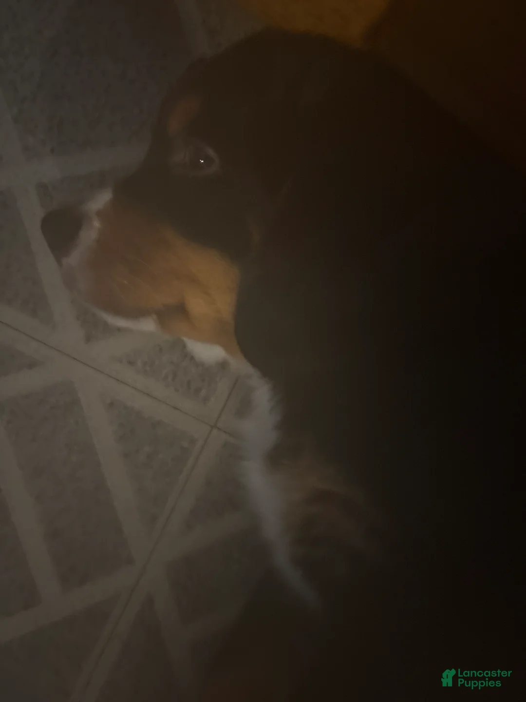 Bernese Mountain Dog dogs for sale: Bernese Mountain Dog Puppy 5 - Ad 1