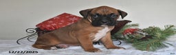 Boxer dogs for sale: Bingo - Ad 5