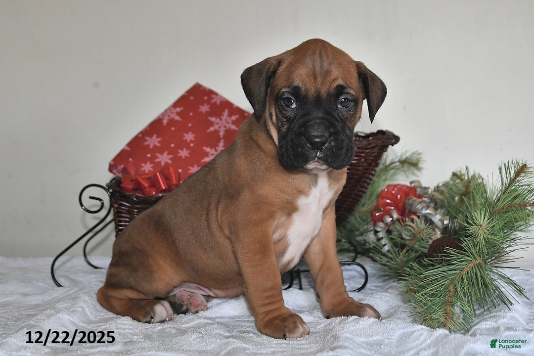 Boxer dogs for sale: Bingo - Ad 5