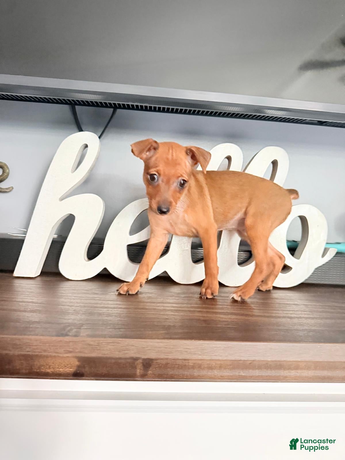 Miniature Pinscher dogs Miniature Pinscher 3 - Ad 30