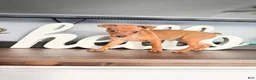 Miniature Pinscher dogs for sale: Miniature Pinscher 3 - Ad 1