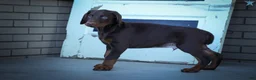Doberman Pinscher dogs for sale: MASTER - Ad 14