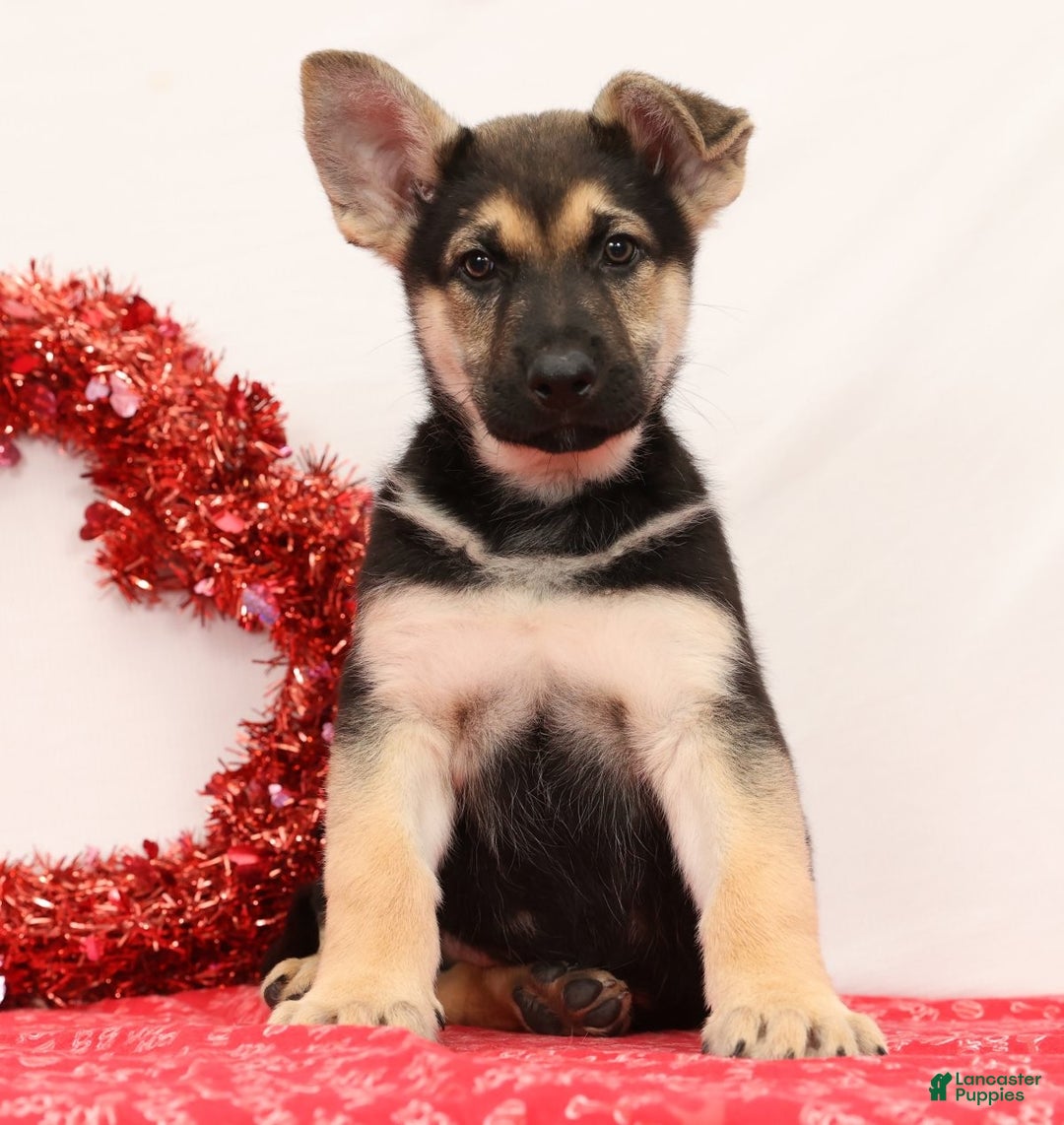 German Shepherd dogs for sale: Max - Ad 1