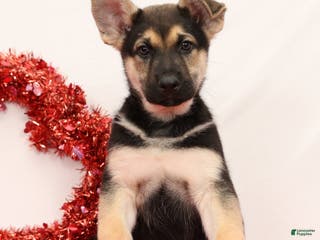 German Shepherd dogs Max - Ad 2