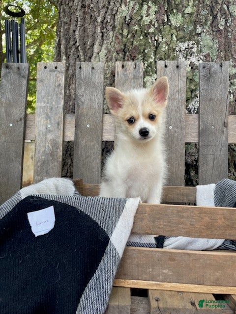 Mixed Breed dogs Luane - Ad 1