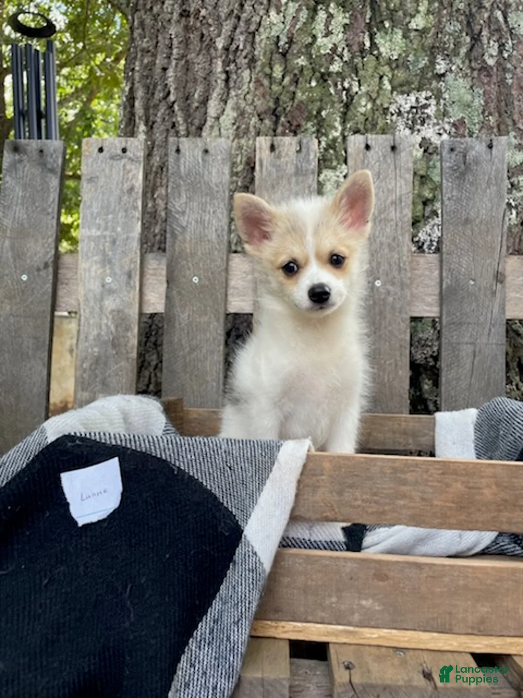 Mixed Breed dogs for sale: Luane - Ad 1