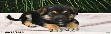 Ernest 