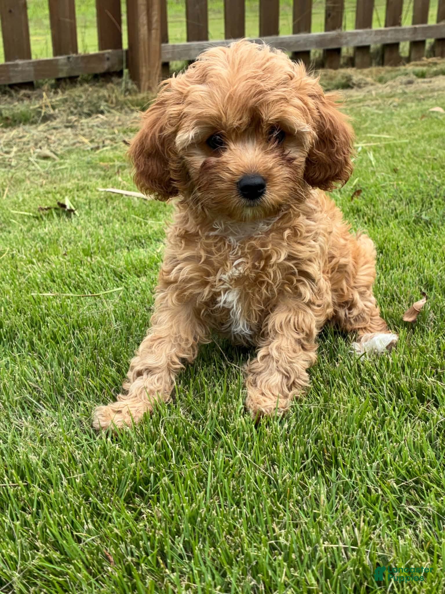 Cavapoo dogs Cavapoo 3 Light Red Female  - Ad 1