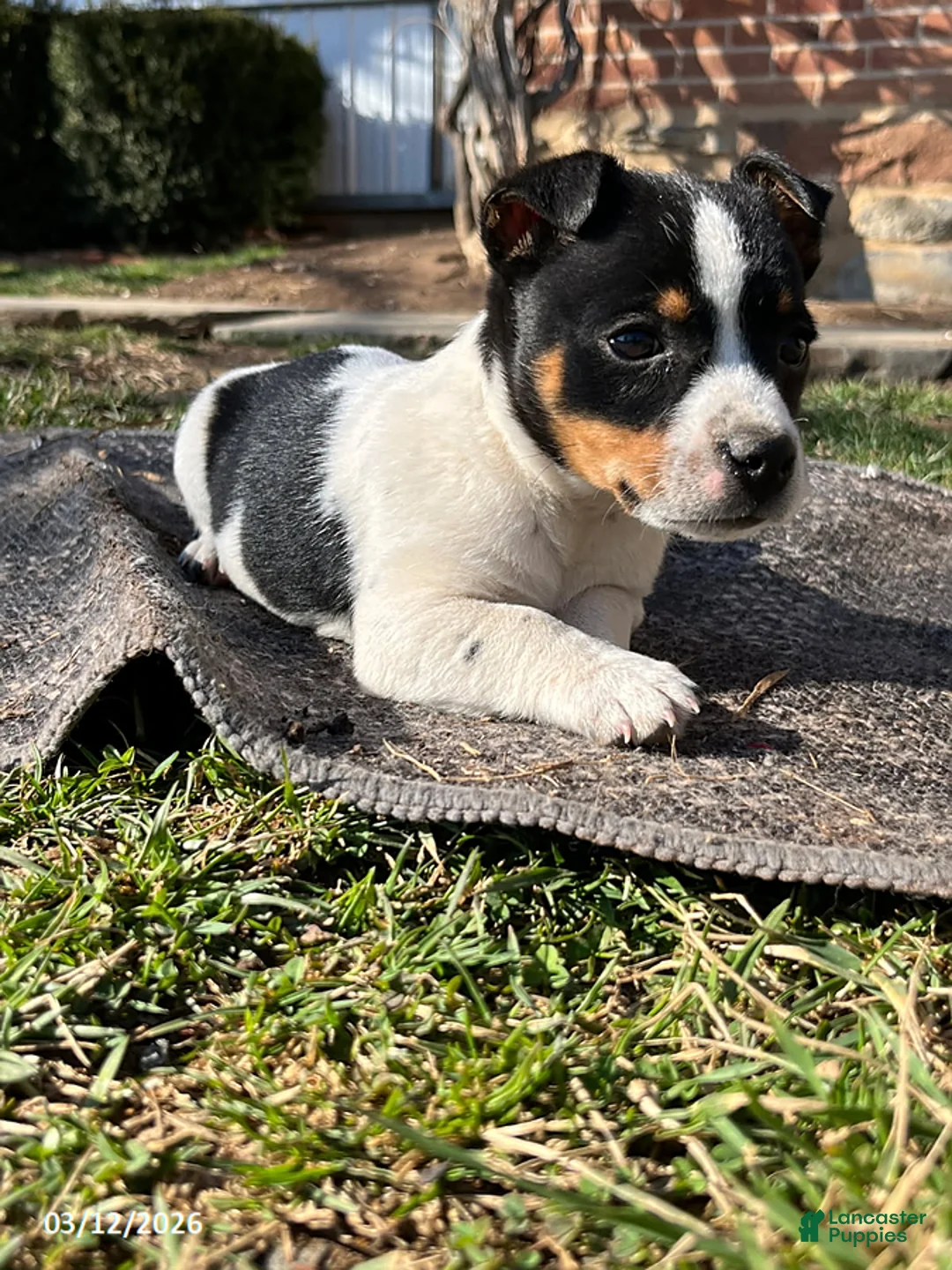 Jack Russell Terrier dogs for sale: Jackson - Ad 1