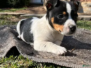 Jack Russell Terrier dogs for sale: Jackson - Ad 2