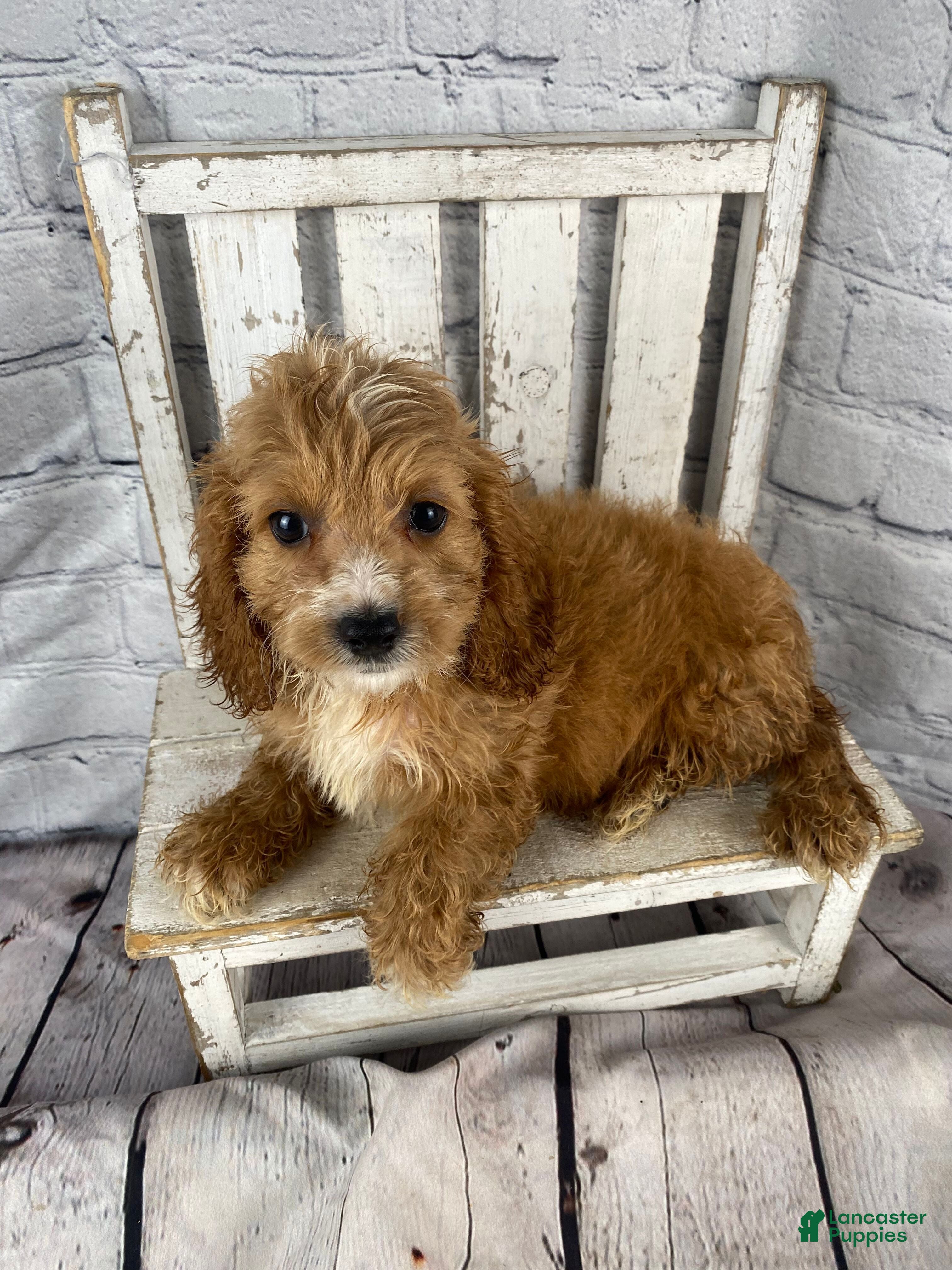 Cockapoo dogs Lottie - Ad 2