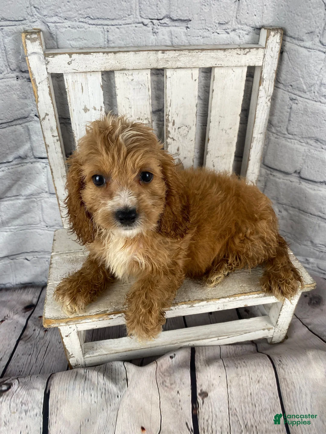 Cockapoo dogs for sale: Lottie - Ad 2