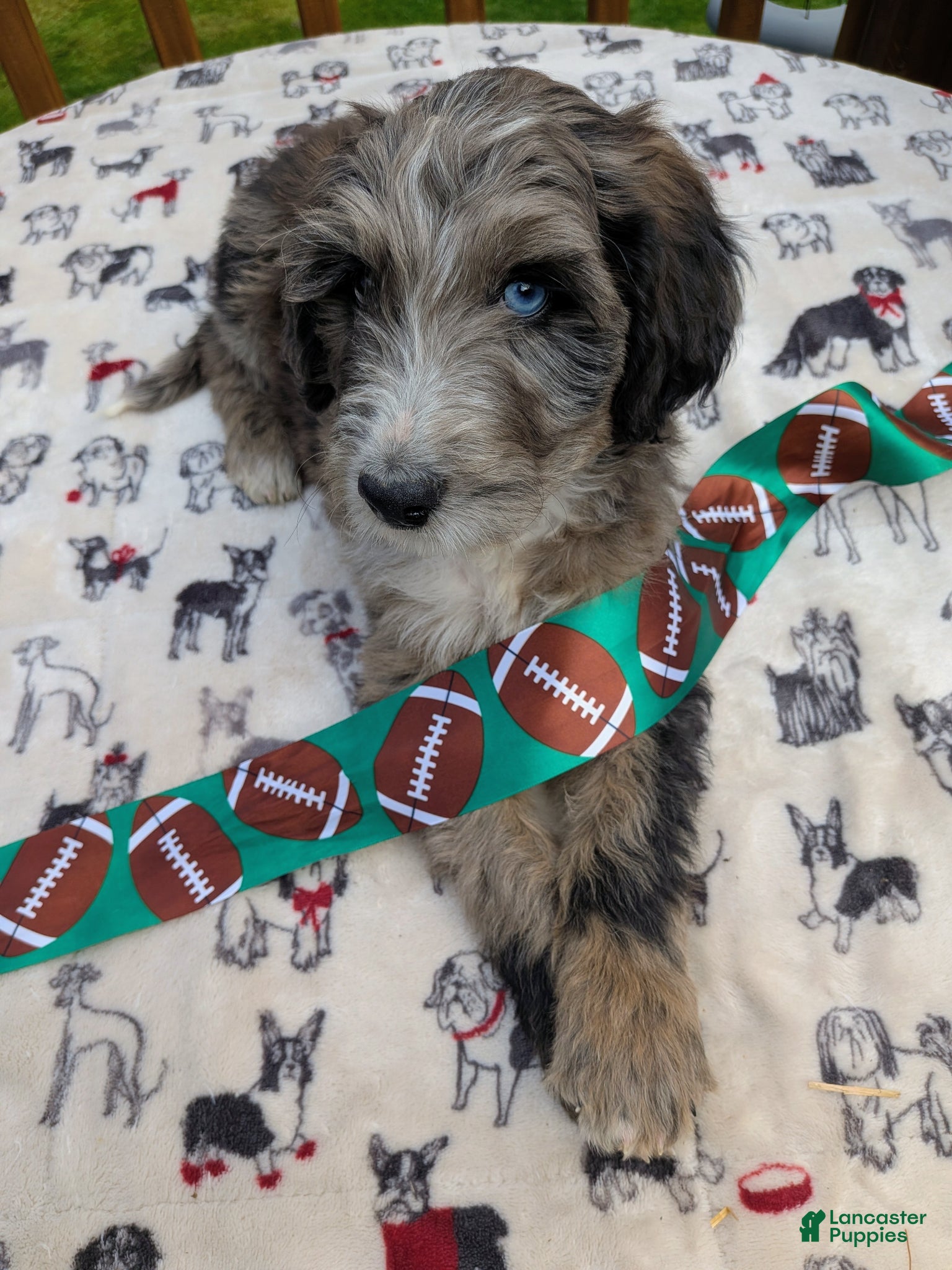 Bordoodle dogs Bordoodle Puppy 3 - Ad 1