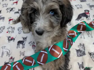 Bordoodle dogs Bordoodle Puppy 3 - Ad 1