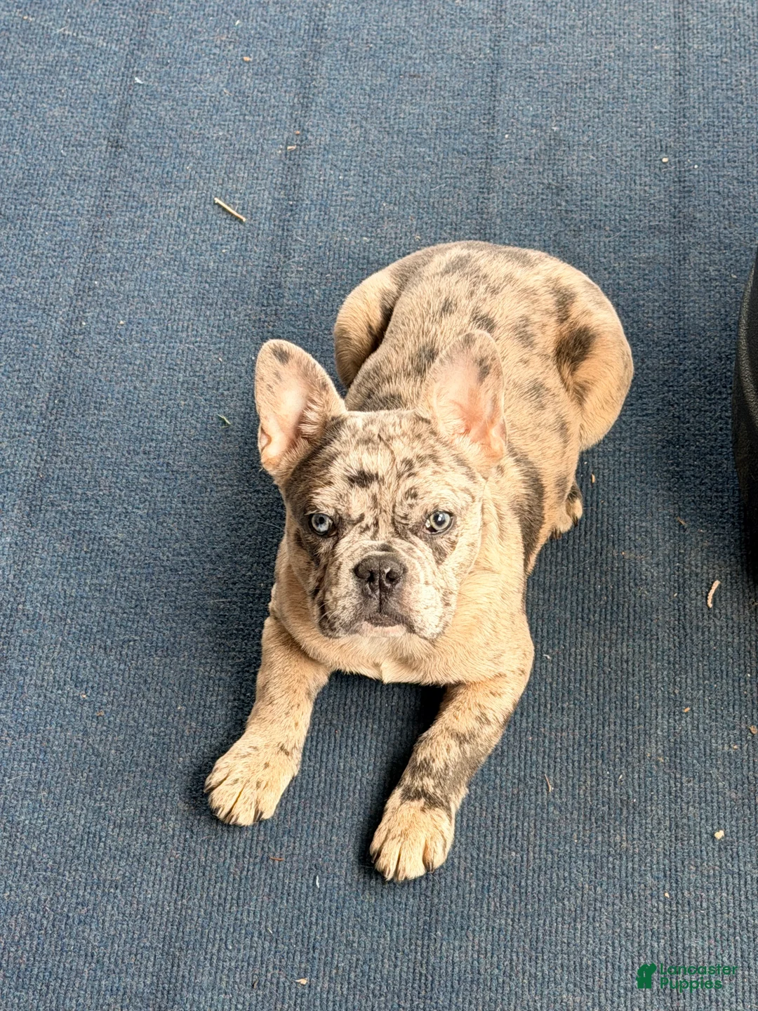 French Bulldog dogs for sale: Diesel - Ad 2