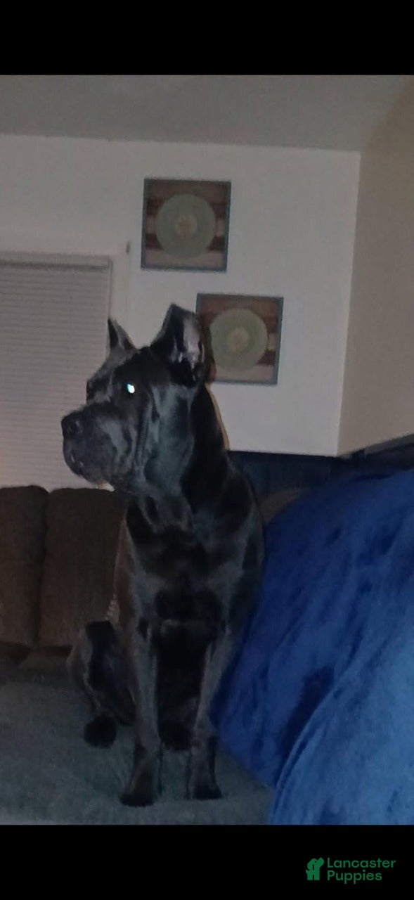 Cane Corso dogs Lainey - Ad 2