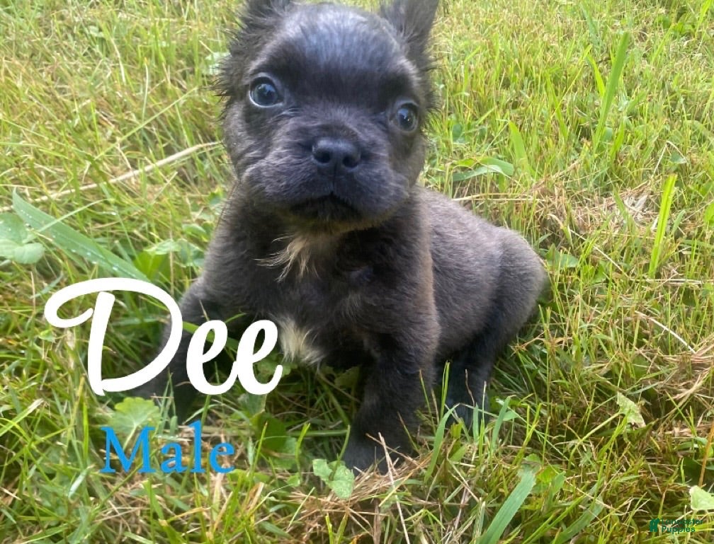 French Bulldog dogs Dee - Ad 6