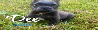 Dee