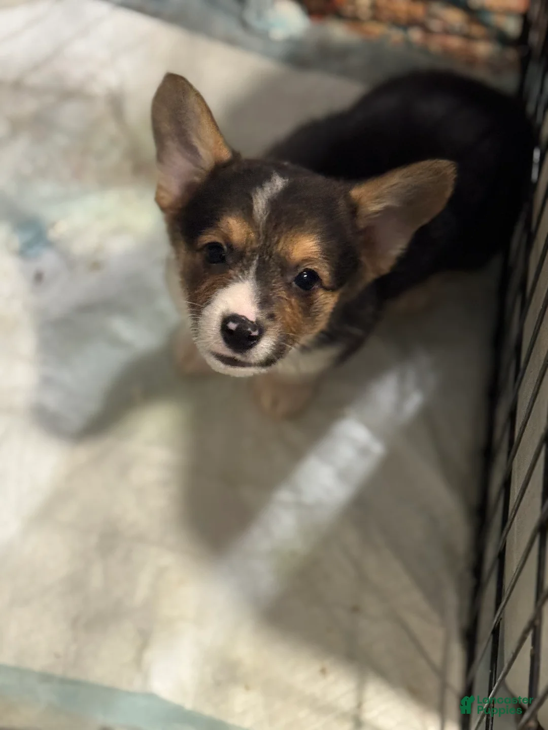 American Corgi dogs for sale: American Corgi Puppy 3 - Ad 2