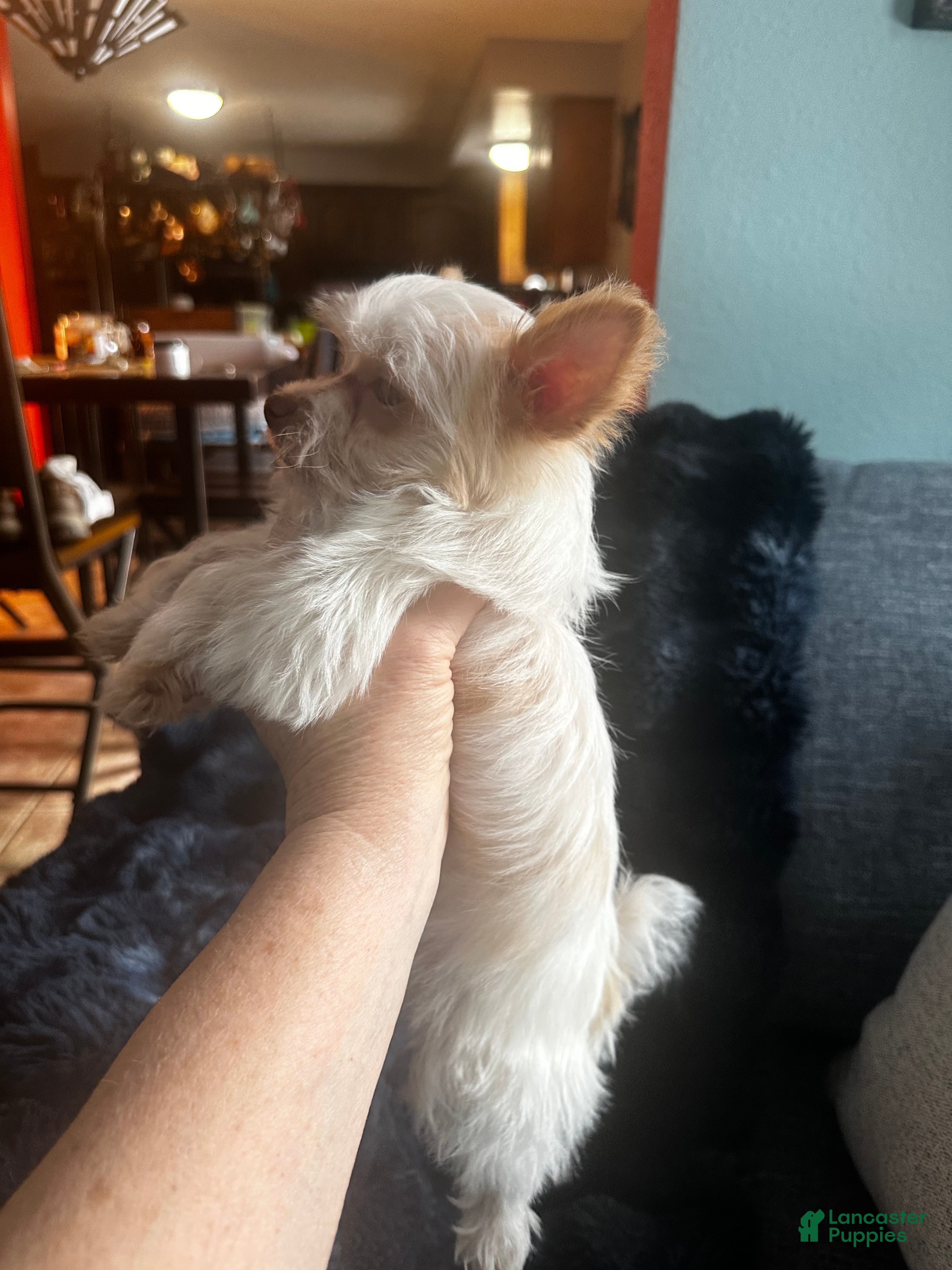 Yorkshire Terrier dogs AKC Mochi - Ad 2