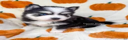 Pomsky dogs for sale: Calypso - Ad 1