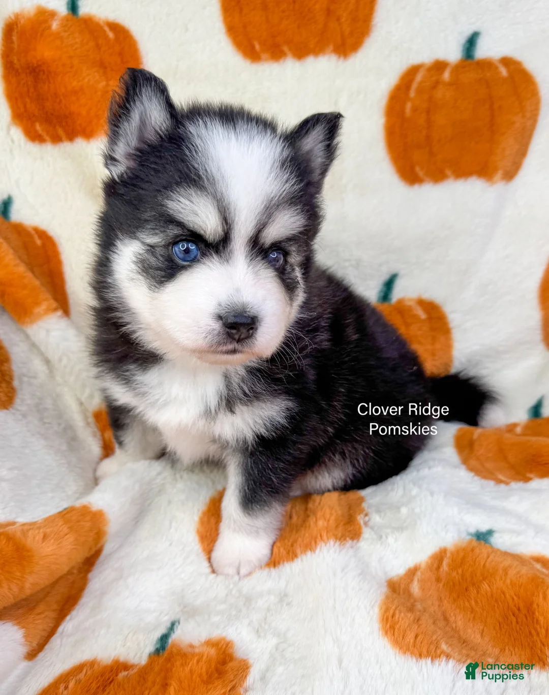 Pomsky dogs for sale: Calypso - Ad 1