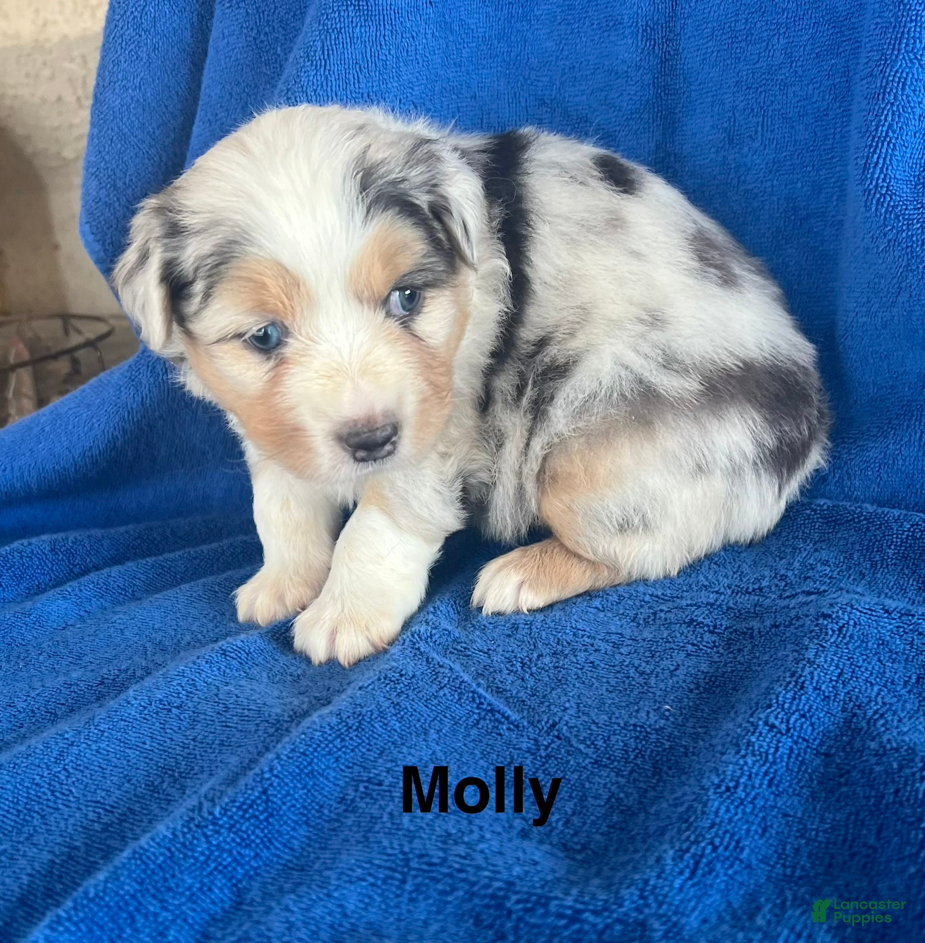 Australian Shepherd dogs for sale: Molly - Ad 1