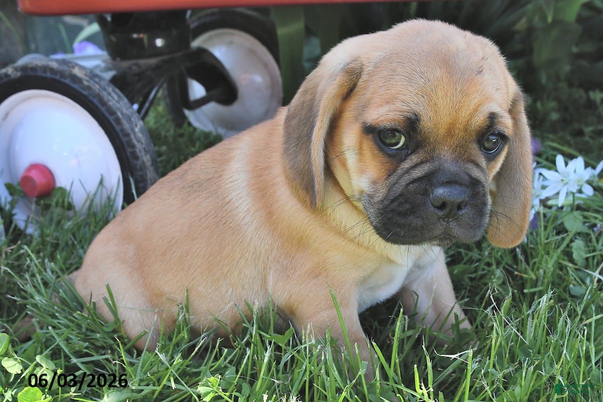 Puggle dogs for sale: Sparkey    - Ad 2