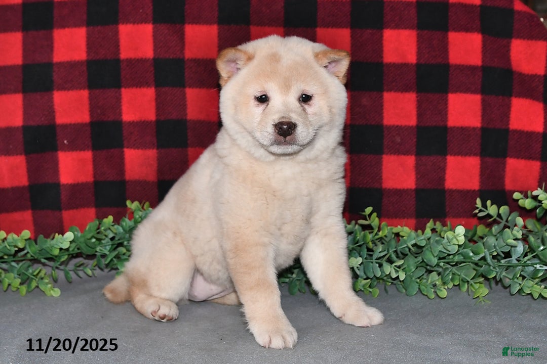 Shiba Inu dogs for sale: Sheila - Ad 3