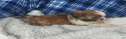 Shih Tzu dogs for sale: Larry - Ad 8