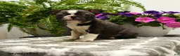 Boston Terrier dogs for sale: Gregory - Ad 1