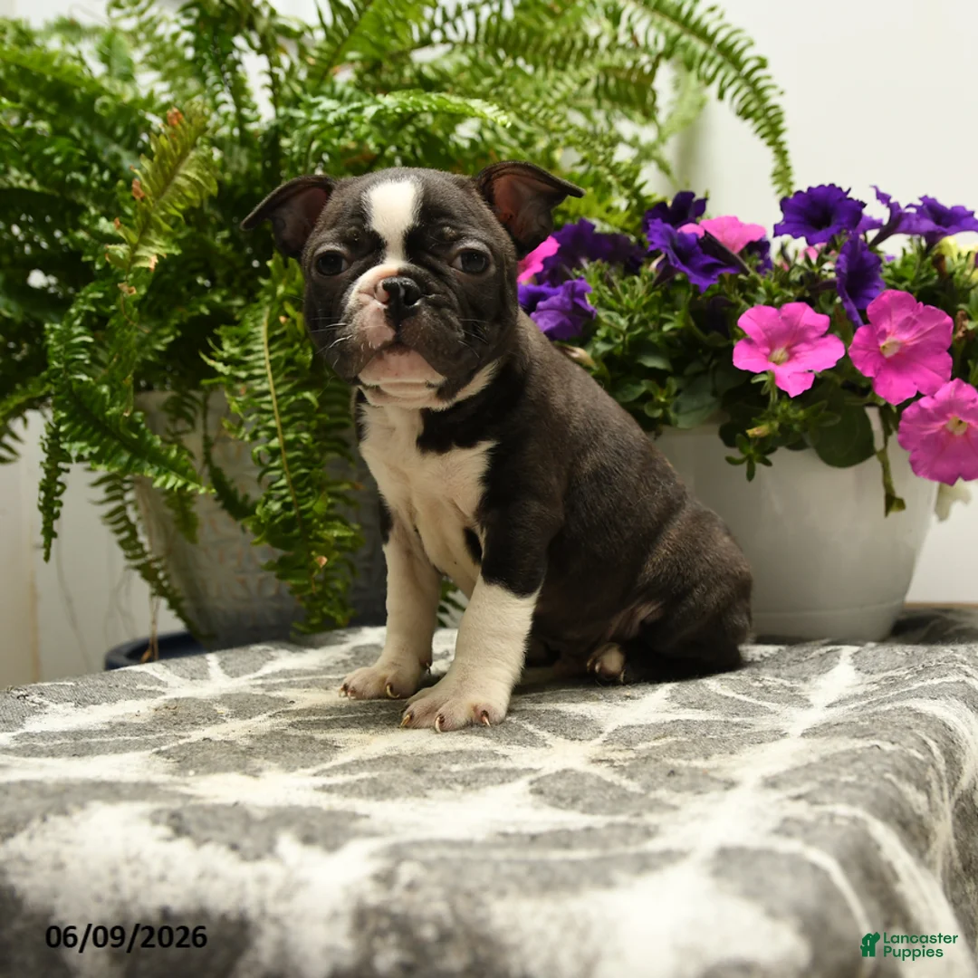 Boston Terrier dogs for sale: Gregory - Ad 1
