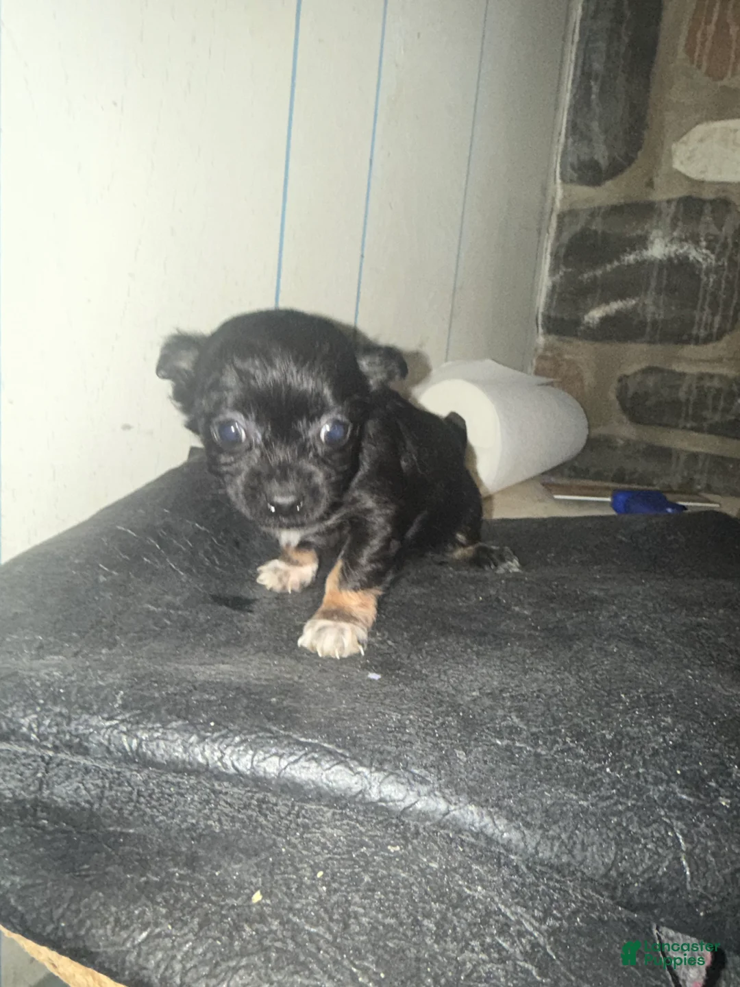 Chiweenie dogs for sale: Chiweenie Puppy 2 - Ad 2