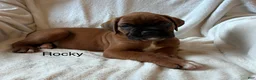 Boxer dogs for sale: Rocky  - Ad 3