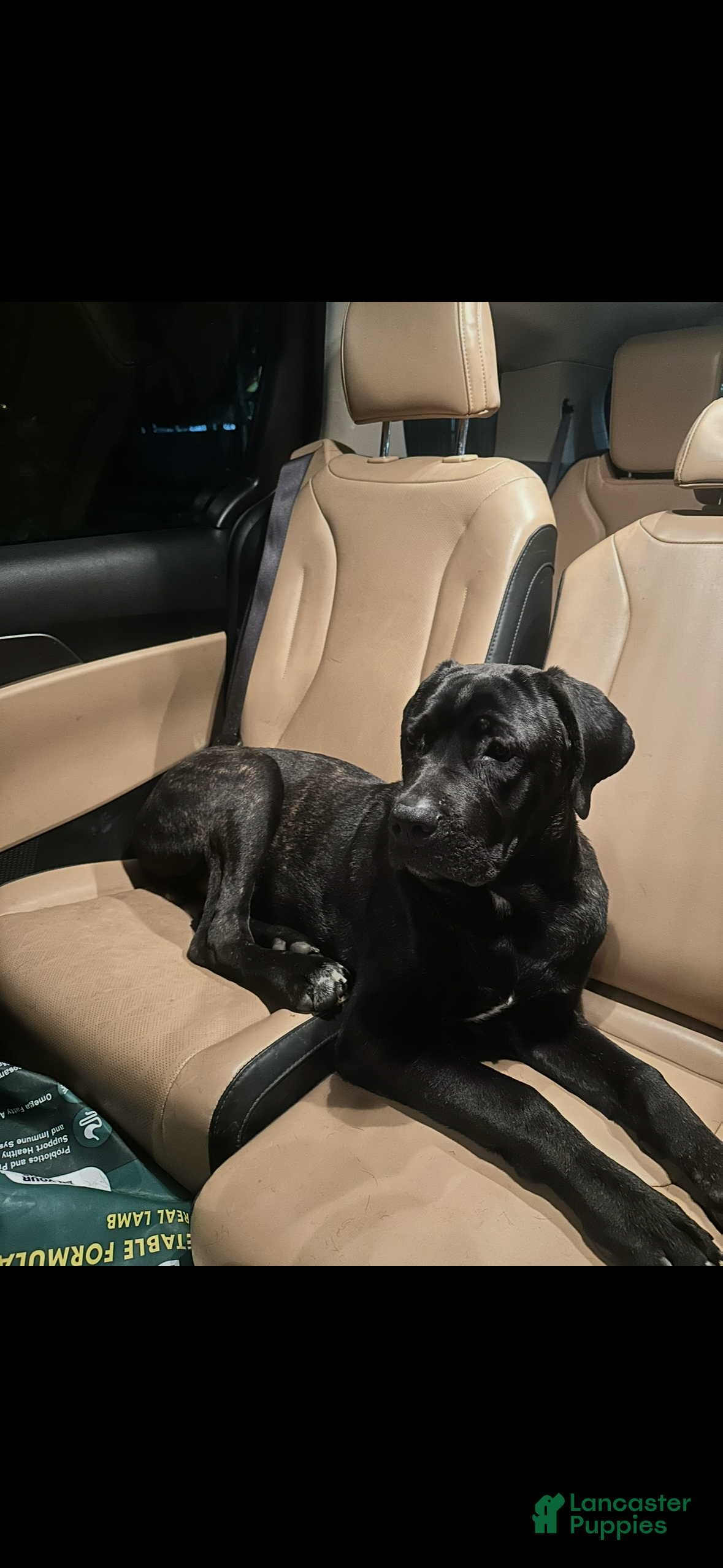 Cane Corso dogs Cooper - Ad 24