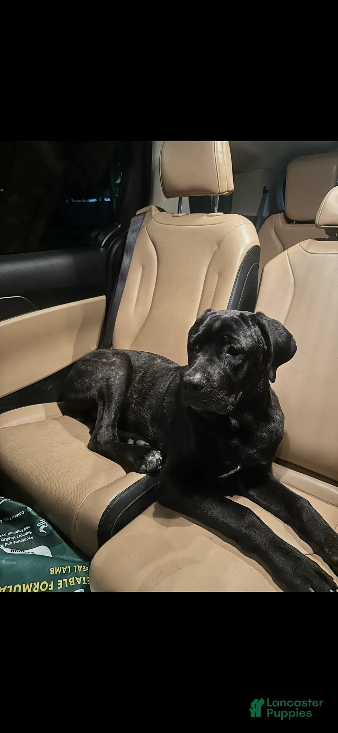 Cane Corso dogs for sale: Cooper - Ad 1